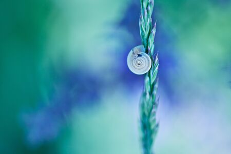 Single Snail on Grass Blade in Spring Meadowの写真素材