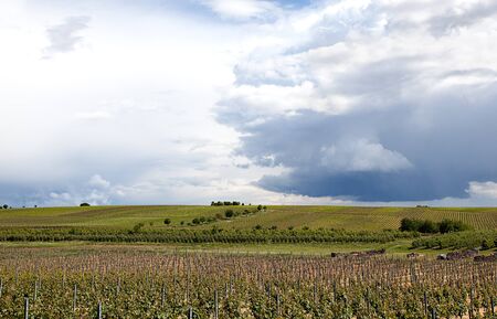 Vineyard in Southwest Germany Rhineland-Palatinate in Springの写真素材