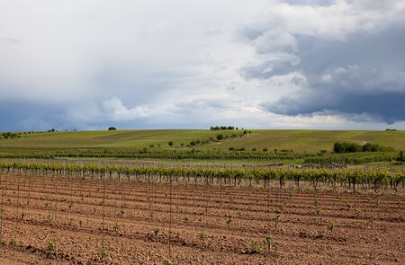 Vineyard in Southwest Germany Rhineland-Palatinate in Springの写真素材
