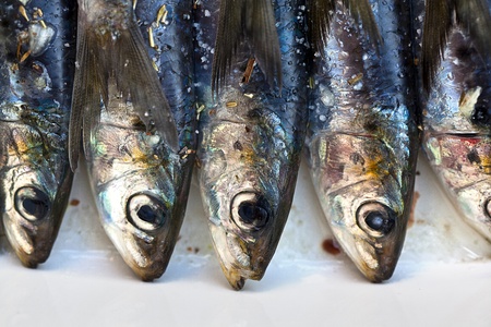 Sardines being prepared with sea salt and herbsの写真素材