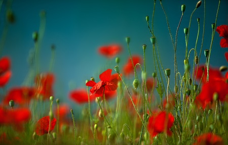 Field of red corn poppy flowers in early summer