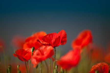 Field of red corn poppy flowers in early summerの写真素材