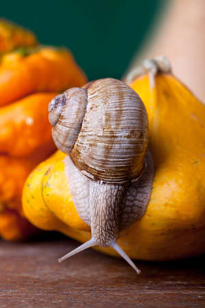 Autumn Image with European Grapevine Snail and Pumpkinsの写真素材