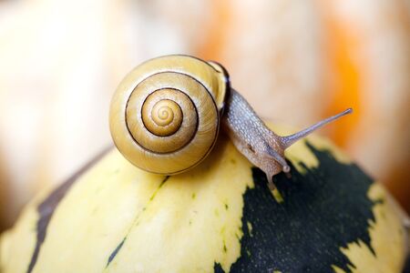 Autumn Image with small banded garden snails and Pumpkinsの写真素材