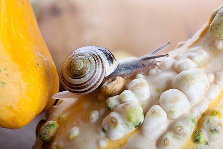 Autumn Image with small banded garden snails and Pumpkinsの写真素材