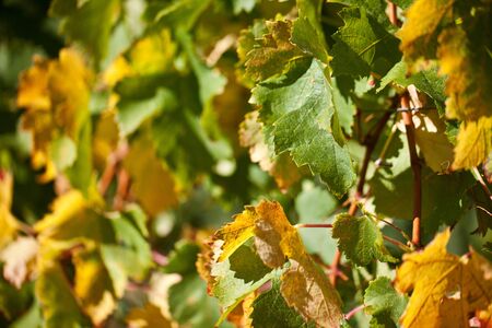Vineyard with fully ripe grapes in autumnの写真素材
