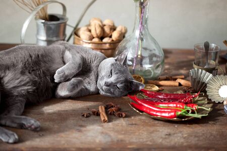 Cat lying on kitchen table with different spices and utensilsの写真素材