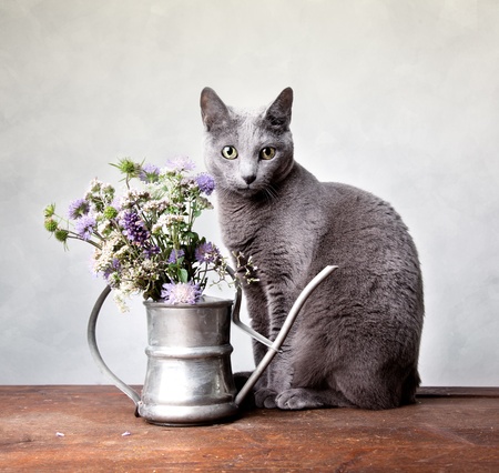 Cat with Flowers in old decorative watering canの写真素材