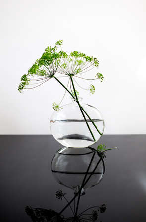 Still Life with fragile Dill Umbels in Glass vase with reflectionの写真素材