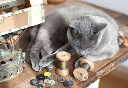 Russian Blue Cat relaxing on table with sewing toolsの写真素材