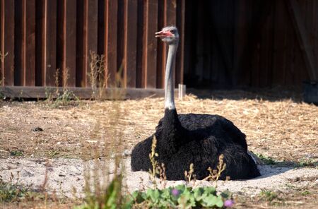 Ostriches on German bird farm in Autumn 