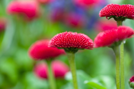 Group of bright purple daisy flowers in springtimeの写真素材