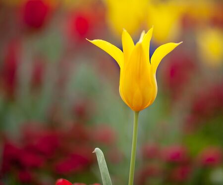Bright colorful yellow Tulip blossoms in spring