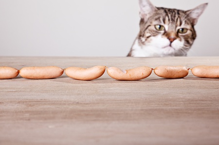 Curious Cat being tempted by sausages on tableの写真素材