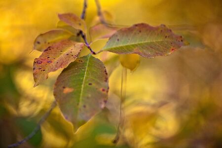 Beautiful autumnal colored tree leaves in  Octoberの写真素材