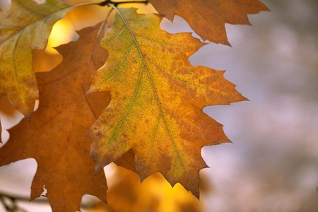 Beautiful autumnal colored tree leaves in  October