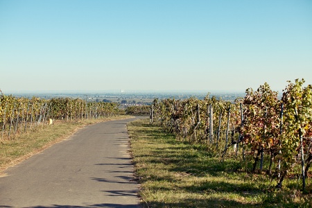 Vineyards and the Haardt Forest in late autumnの写真素材