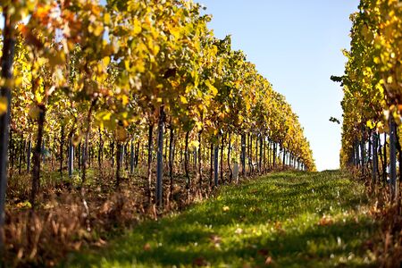 Vineyards and the Haardt Forest in late autumn