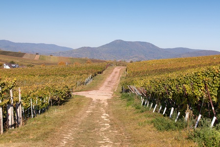Vineyards and the Haardt Forest in late autumnの写真素材