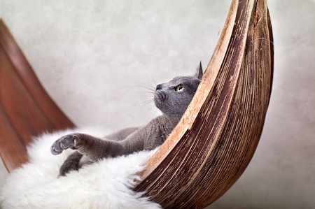 Cat relaxing on lambskin, in palm leaf bed. の写真素材