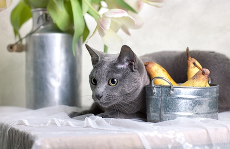 Russian Blue cat on Table with bowl of fresh Pears and Tulipsの写真素材