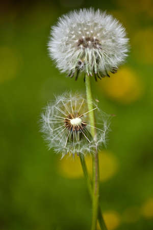 Two dandelion flowers on the meadow in autumn