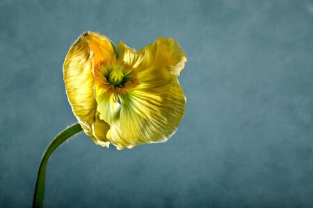 Single beautiful yellow poppy flower studio shotの写真素材