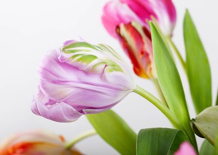 Beautiful bright and colorful tulip blossoms in springの写真素材