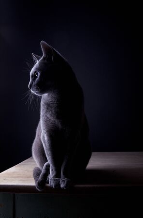 Studio Portrait of a beautiful Russian Blue Cat against Black Backgroundの写真素材