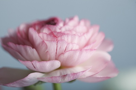 Studio Still Life with beautiful Persian Buttercup Flowers