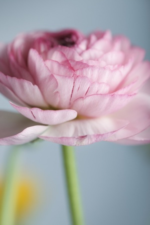 Studio Still Life with beautiful Persian Buttercup Flowers