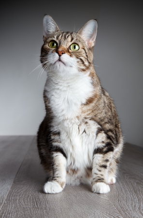 Portrait of a three-colored housecat, studio shotの写真素材