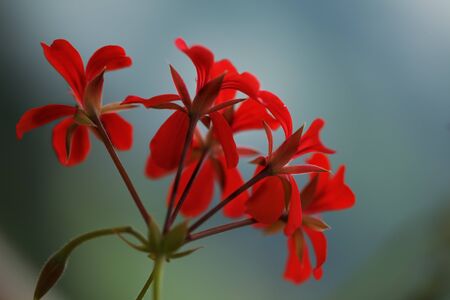 Closeup of beautiful red Geranium flowers in summerの写真素材