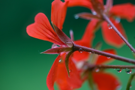 Closeup Macro Shot of Pelargonium Flowers with Dewdropsの写真素材