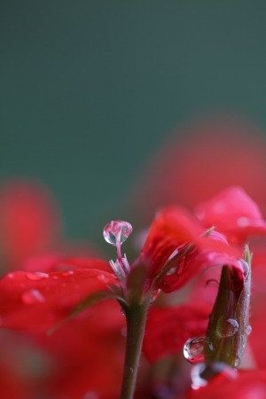 Closeup Macro Shot of Pelargonium Flowers with Dewdropsの写真素材