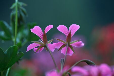Closeup of beautiful violet Geranium flowers in summerの写真素材
