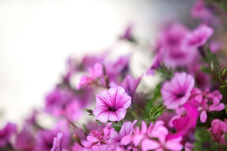 Closeup of beautiful violet Petunia flowers in summerの写真素材