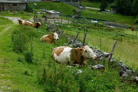 Milk Cows in the Austrian Alps on the Mountain Pastureの写真素材