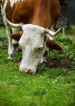 Milk Cows in the Austrian Alps on the Mountain Pastureの写真素材