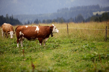 Milk Cows in the Austrian Alps on the Mountain Pasture