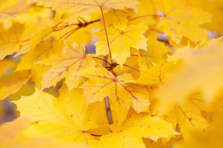 Bright Colorful Maple Leaves in Autumn on a sunny dayの写真素材
