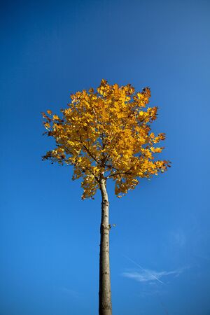Maple Tree with Bright Colorful Leaves in Autumn on a sunny day