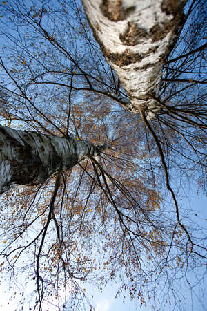Almost leafless birch tree on a sunny autumn day