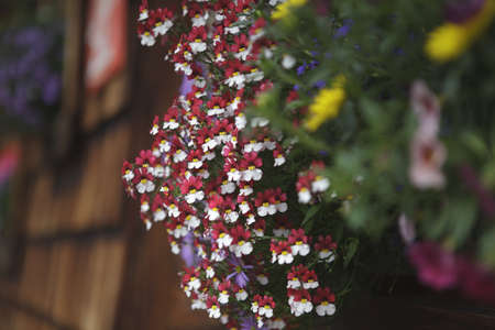 Colorful Flower Arragement on the windows of an Alpine Cabin in Austriaの写真素材