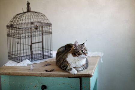 Cat looking for bird near cage with feathers on tableの写真素材