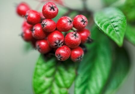 Red Berries in bright autumn colors ona sunny day