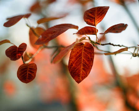 Tree Leaves in bright autumn colors ona sunny day