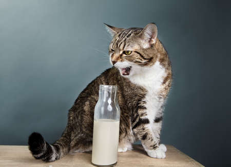 Portrait of a three-colored european house cat with milk in bottleの写真素材