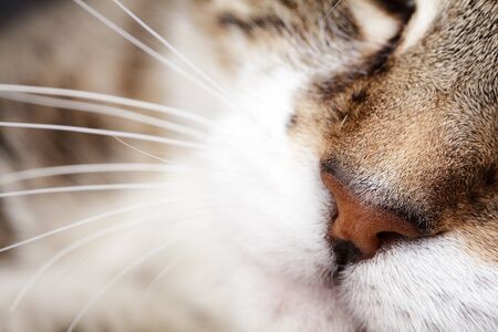 Studio Portrait of a beautiful adult three colored european housecatの写真素材