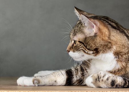 Studio Portrait of a beautiful adult three colored european housecatの写真素材